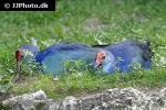 porphyrio porphyrio purple swamphen porphyrio porphyrio purple swamphen