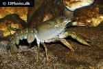astacus astacus noble crayfish astacus astacus noble crayfish