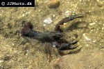 astacus fluviatilis european crayfish astacus fluviatilis european crayfish