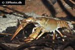 astacus leptodactylus galician crayfish astacus leptodactylus galician crayfish