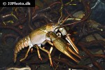 astacus leptodactylus galician crayfish astacus leptodactylus galician crayfish