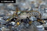 cambarellus diminutus dwarf crayfish cambarellus diminutus dwarf crayfish