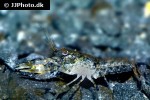 cambarellus diminutus dwarf crayfish cambarellus diminutus dwarf crayfish