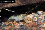 cambarellus montezumae montezuma dwarf crayfish cambarellus montezumae montezuma dwarf crayfish