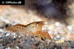 cambarellus patzcuarensis mexican orange dwarf crayfish cambarellus patzcuarensis mexican orange dwarf crayfish
