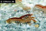 cambarellus patzcuarensis mexican orange dwarf crayfish cambarellus patzcuarensis mexican orange dwarf crayfish