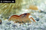 cambarellus patzcuarensis mexican orange dwarf crayfish cambarellus patzcuarensis mexican orange dwarf crayfish