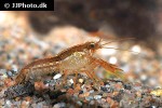 cambarellus patzcuarensis mexican orange dwarf crayfish cambarellus patzcuarensis mexican orange dwarf crayfish