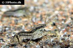 cambarellus texanus brazos dwarf crayfish cambarellus texanus brazos dwarf crayfish