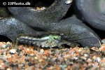 cambarellus texanus brazos dwarf crayfish cambarellus texanus brazos dwarf crayfish