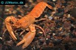 cherax holthusi apricot crayfish cherax holthusi apricot crayfish