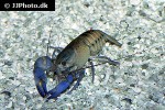cherax lorentzi lorentz river crayfish cherax lorentzi lorentz river crayfish