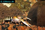 cherax papuanus asian tiger crayfish cherax papuanus asian tiger crayfish