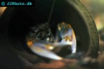 cherax papuanus asian tiger crayfish cherax papuanus asian tiger crayfish