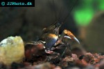 cherax papuanus asian tiger crayfish cherax papuanus asian tiger crayfish