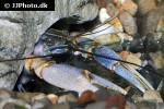 cherax papuanus asian tiger crayfish cherax papuanus asian tiger crayfish