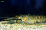 cherax quadricarinatus australian red claw crayfish cherax quadricarinatus australian red claw crayfish