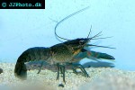 cherax quadricarinatus australian red claw crayfish cherax quadricarinatus australian red claw crayfish