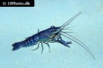 cherax quadricarinatus australian red claw crayfish cherax quadricarinatus australian red claw crayfish
