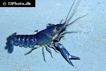 cherax quadricarinatus australian red claw crayfish cherax quadricarinatus australian red claw crayfish
