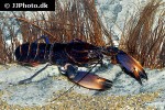 cherax species aff pulcher thunderbolt crayfish cherax species aff pulcher thunderbolt crayfish