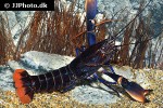 cherax species aff pulcher thunderbolt crayfish cherax species aff pulcher thunderbolt crayfish