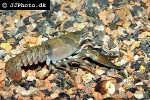 pacifastacus leniusculus signal crayfish pacifastacus leniusculus signal crayfish