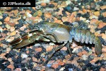 pacifastacus leniusculus signal crayfish pacifastacus leniusculus signal crayfish