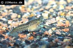 parastacus species marble crayfish parastacus species marble crayfish