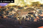 parastacus species marble crayfish parastacus species marble crayfish