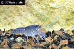 procambarus alleni electric blue crayfish procambarus alleni electric blue crayfish