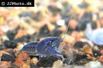 procambarus alleni electric blue crayfish procambarus alleni electric blue crayfish