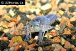 procambarus alleni electric blue crayfish procambarus alleni electric blue crayfish