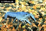 procambarus alleni electric blue crayfish procambarus alleni electric blue crayfish