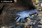 procambarus alleni electric blue crayfish procambarus alleni electric blue crayfish