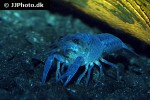 procambarus alleni electric blue crayfish procambarus alleni electric blue crayfish