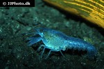procambarus alleni electric blue crayfish procambarus alleni electric blue crayfish