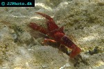 procambarus clarkii red swamp crayfish procambarus clarkii red swamp crayfish