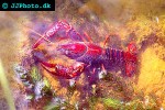 procambarus clarkii red swamp crayfish procambarus clarkii red swamp crayfish