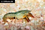 procambarus clarkii red swamp crayfish procambarus clarkii red swamp crayfish