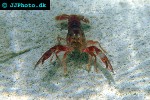 procambarus clarkii red swamp crayfish procambarus clarkii red swamp crayfish