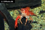 procambarus clarkii red swamp crayfish procambarus clarkii red swamp crayfish