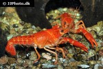 procambarus clarkii red swamp crayfish procambarus clarkii red swamp crayfish