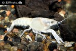 procambarus clarkii white swamp crayfish procambarus clarkii white swamp crayfish