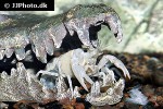 procambarus clarkii white swamp crayfish procambarus clarkii white swamp crayfish