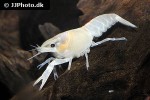 procambarus clarkii white swamp crayfish procambarus clarkii white swamp crayfish