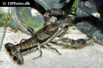 procambarus vioscai percy s creek crayfish procambarus vioscai percy s creek crayfish