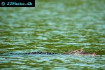 alligator mississippiensis american alligator alligator mississippiensis american alligator