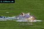 alligator mississippiensis american alligator alligator mississippiensis american alligator