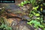 caiman crocodilus spectacled caiman caiman crocodilus spectacled caiman